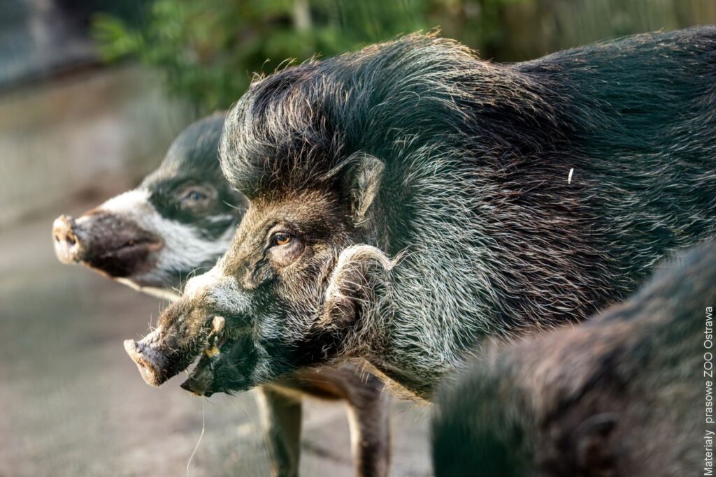 Zbiórka owoców dla zwierząt w ostrawskim zoo. Weź udział w konkursie