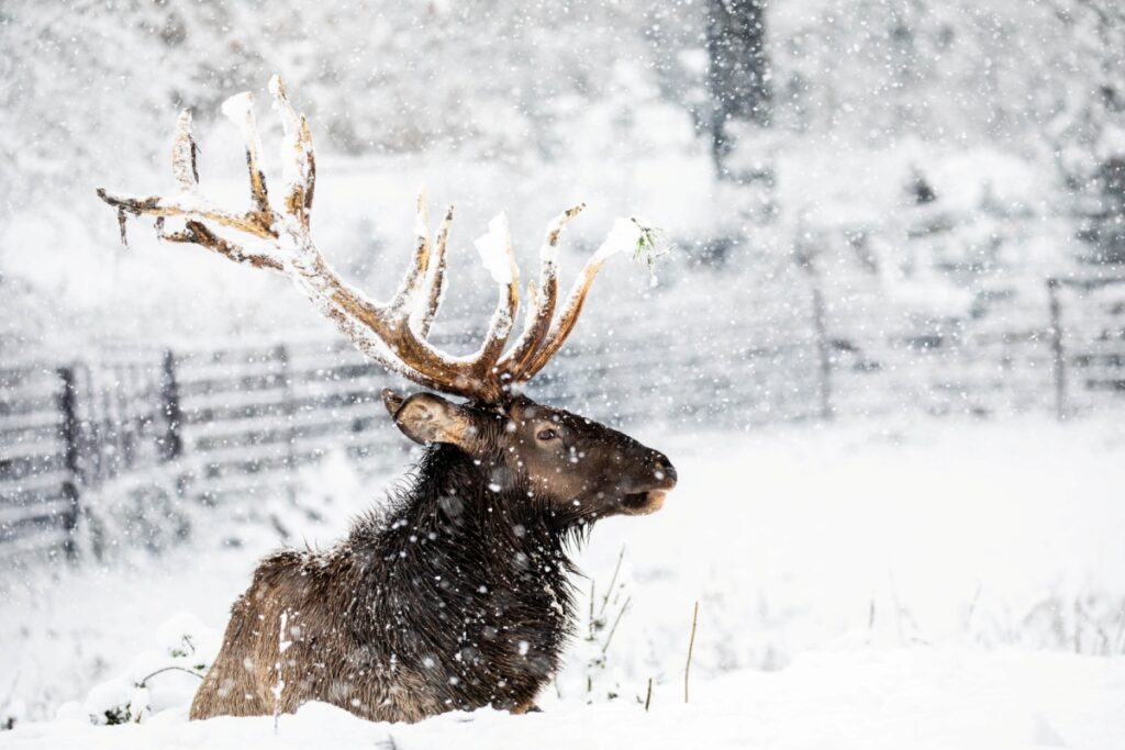 Kalendarz adwentowy w zoo Ostrawa. Każdego dnia czeka niespodzianka