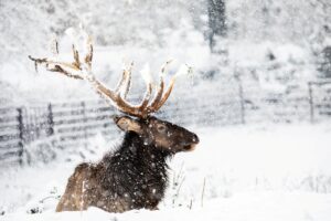 Kalendarz adwentowy w zoo Ostrawa. Każdego dnia czeka niespodzianka