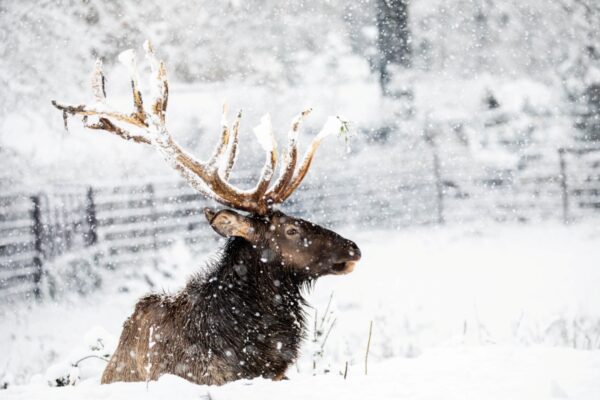 Kalendarz adwentowy w zoo Ostrawa. Każdego dnia czeka niespodzianka