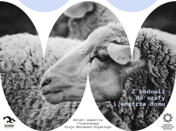 Ostrawę opanują… owce. Już jutro rusza Ostrava Wool Fest