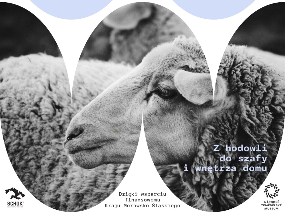 Ostrawę opanują… owce. Już jutro rusza Ostrava Wool Fest