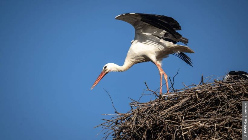 Pierwsze bociany zlatują na Suwalszczyznę – polski biegun zimna