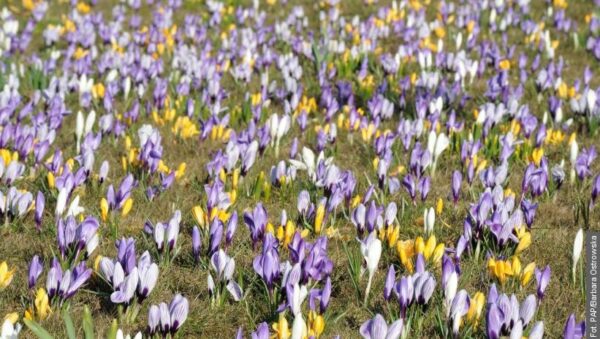 Wieliczka w kwiatach. Krokusy stworzyły niezwykły widok przy kopalni