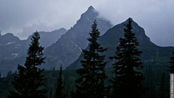 W Tatrach odkryto nowy gatunek grzyba