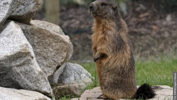 Świstaki wychodzą z nor po zimie. Teraz najbardziej potrzebują spokoju